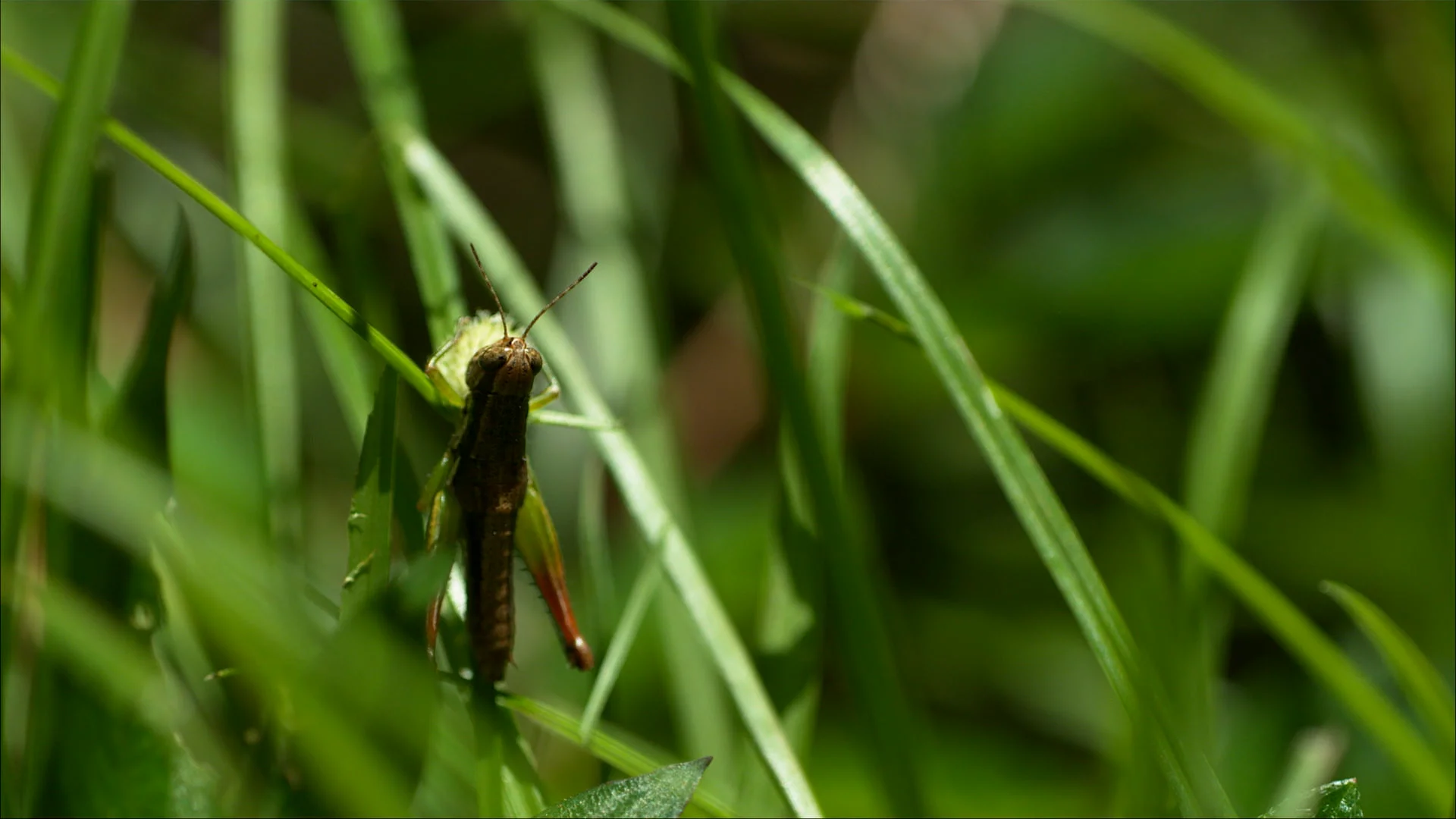 GRASSHOPPER visual data 3