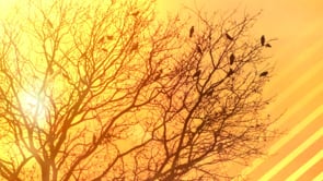 tree, birds,sunlight, sunset silhouette nature outdoors day plant close-up landscape scenics beauty sky nature cloud
