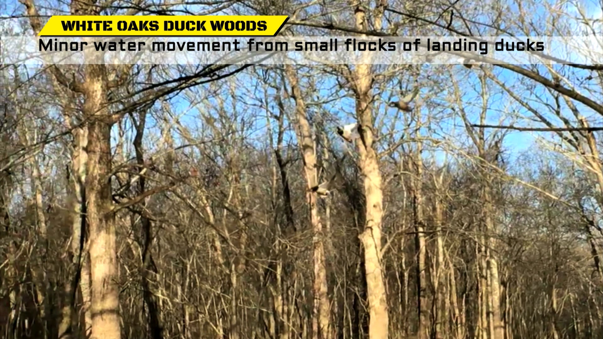 DUCK 2 on Vimeo