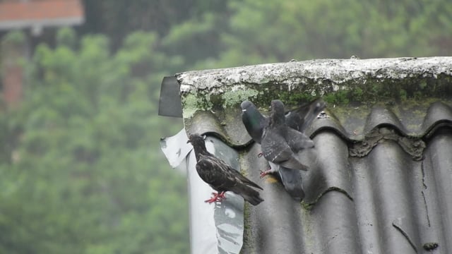 Birds Pigeons - Free video on Pixabay