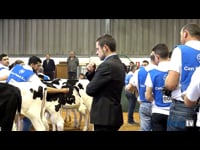 Terneras hasta 6 meses