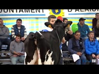 Terneras de 11 a 13 meses