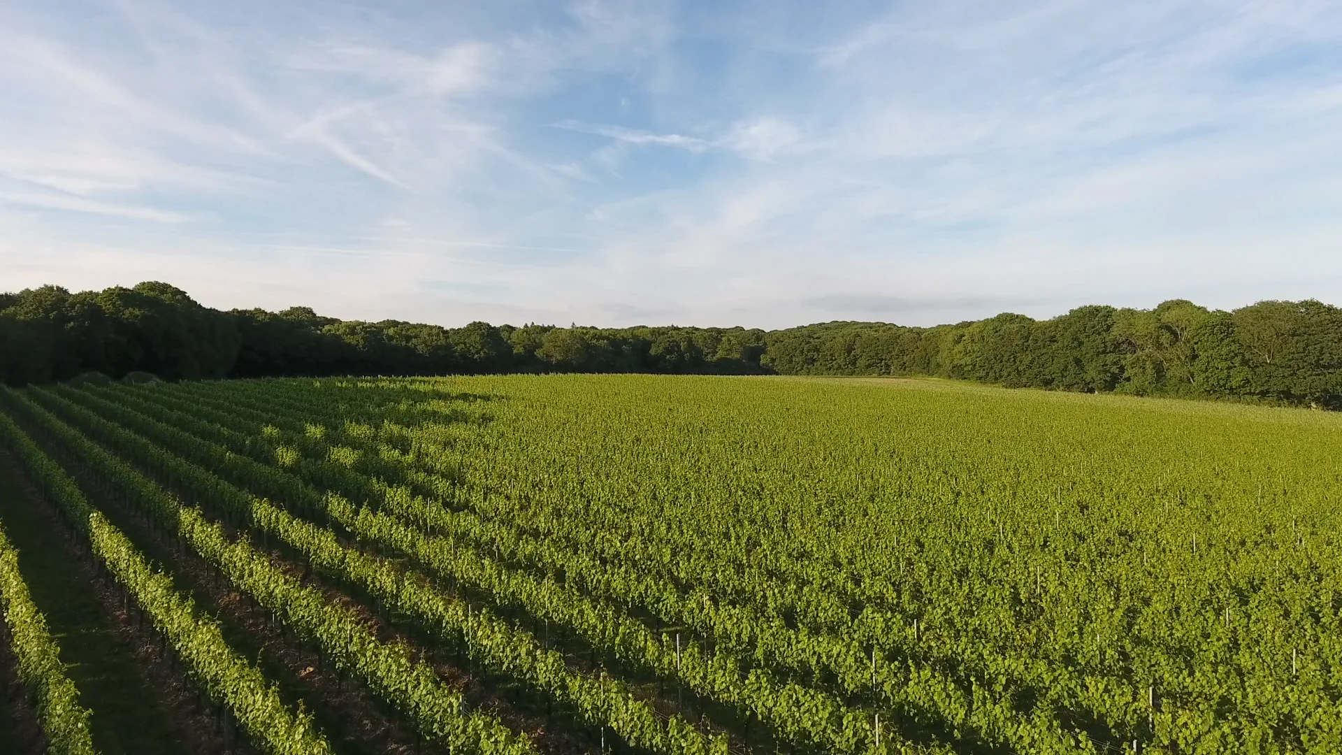 Gusbourne Fine English Wines
