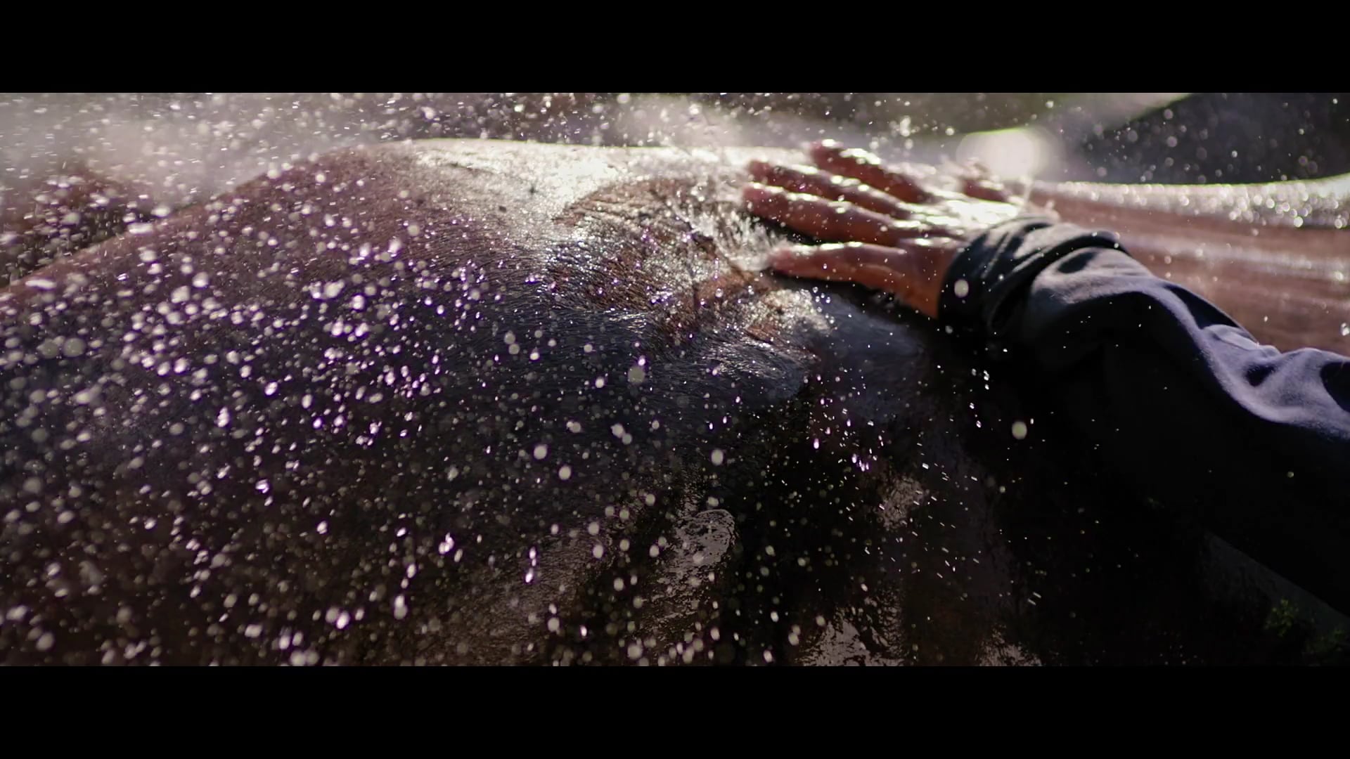 Madhya Pradesh State Equestrian Academy