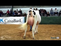 Vaca joven campeona
