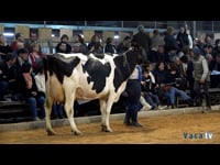 Vacas en producción de más de 50.000 kg