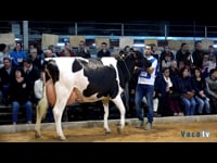 Vaca Gran Campeona