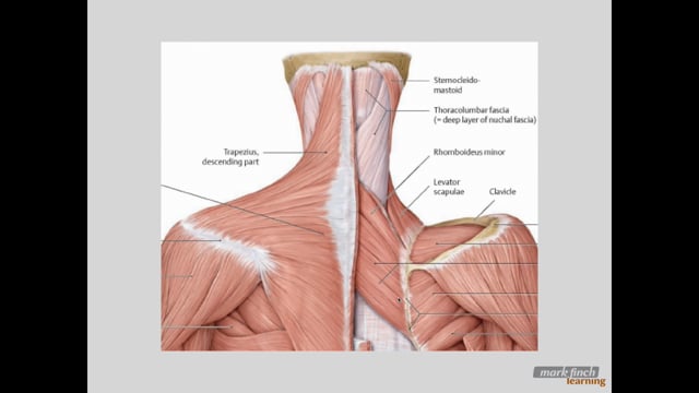 Shoulder Girdle Anatomy
