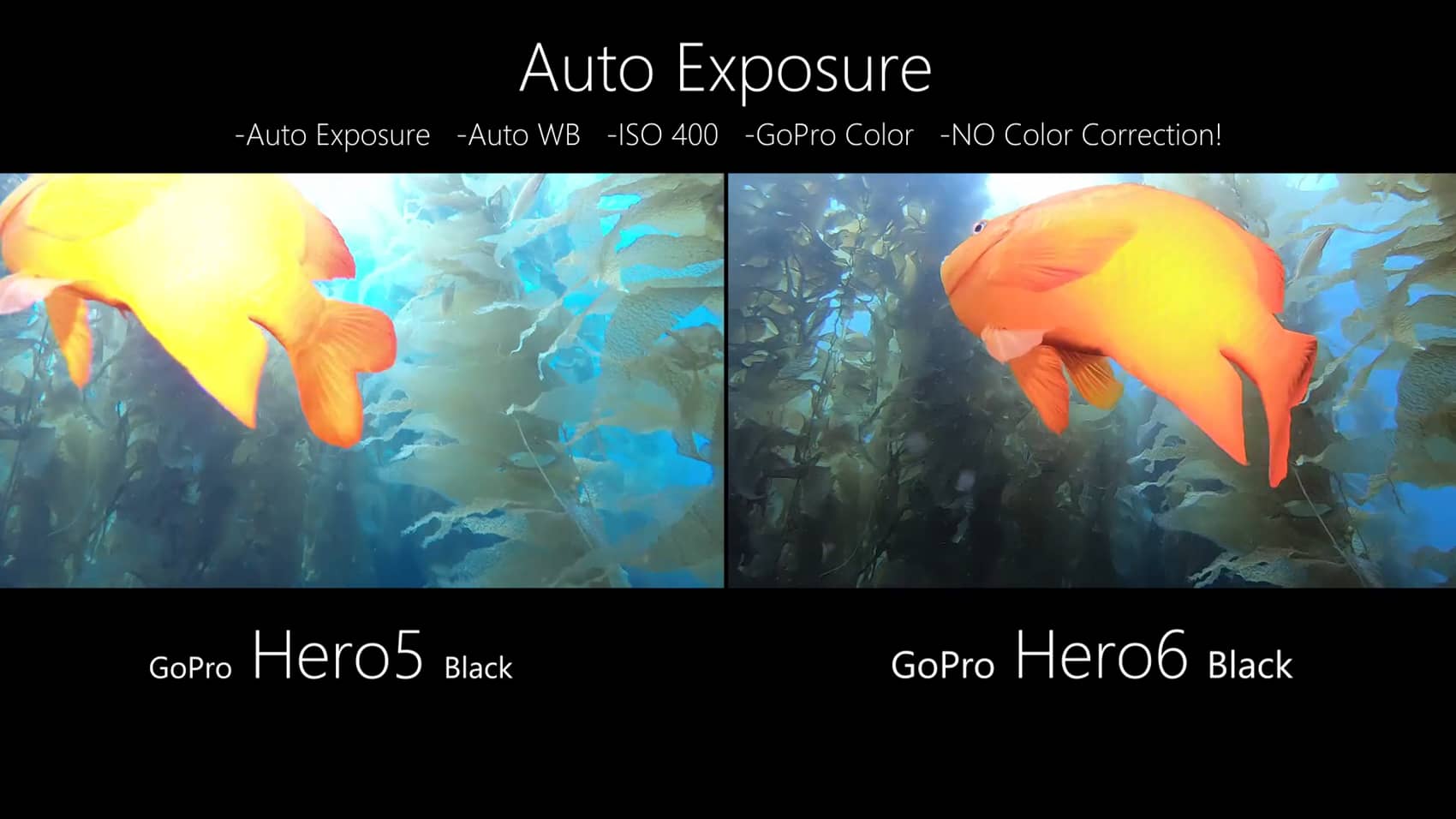 Gopro Hero 6 Review Underwater Photography Guide