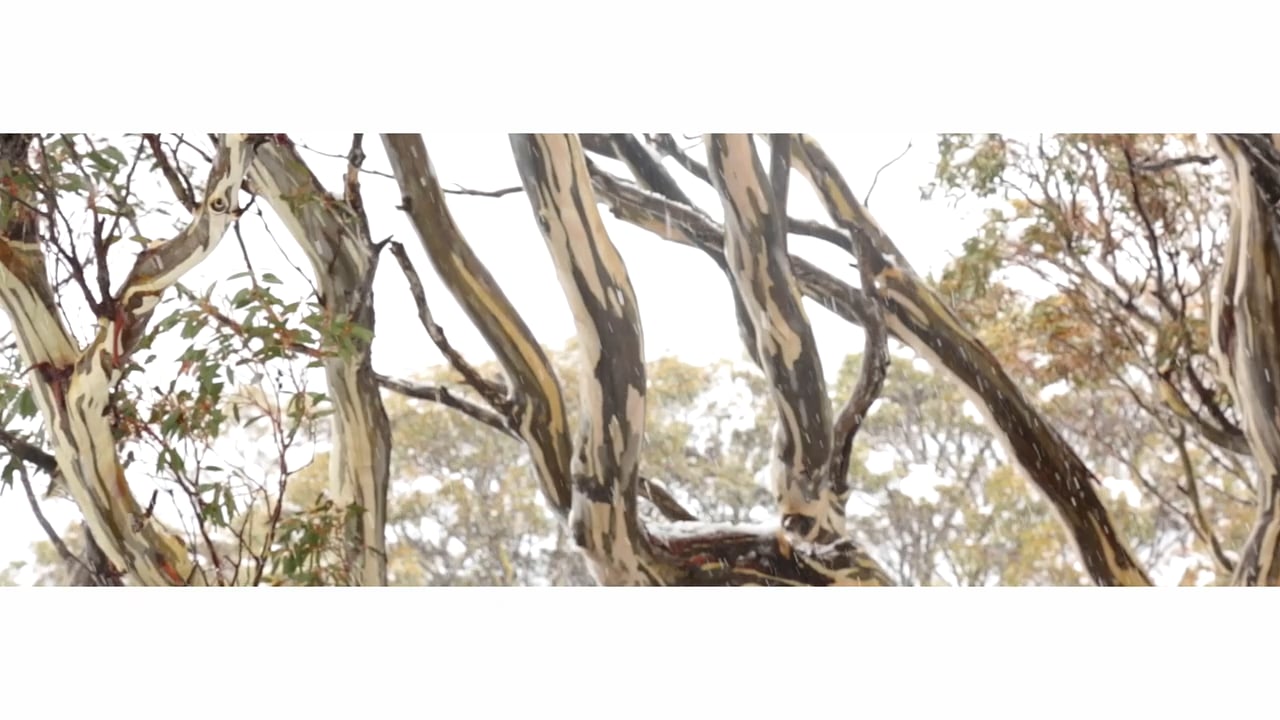Visiting Eucalyptus