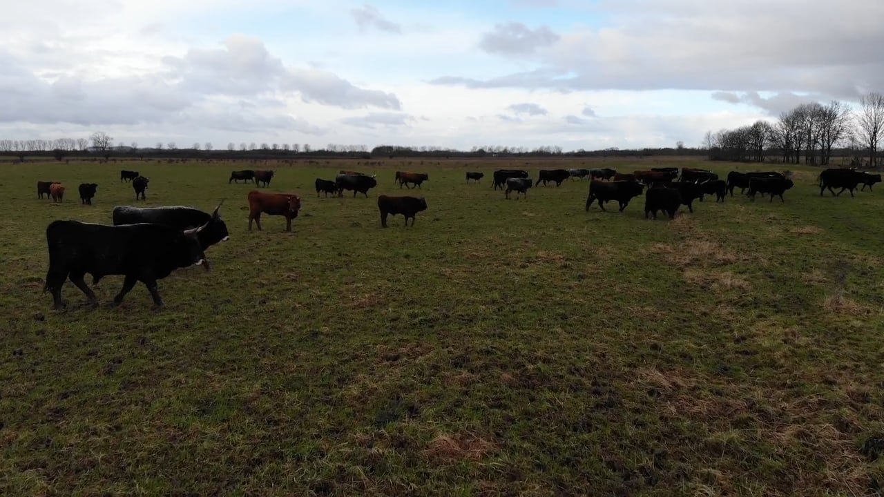 CGTN - Interview with Ronald Goderie, Director of Stichting Taurus, shot near Keent, Holland on 2nd February 2018