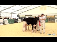 Terneras de 6 a 9 meses