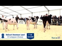 Terneras de 10 a 12 meses