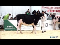 Terneras de 13 a 15 meses