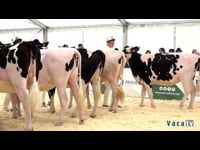 Novillas de 16 a 20 meses