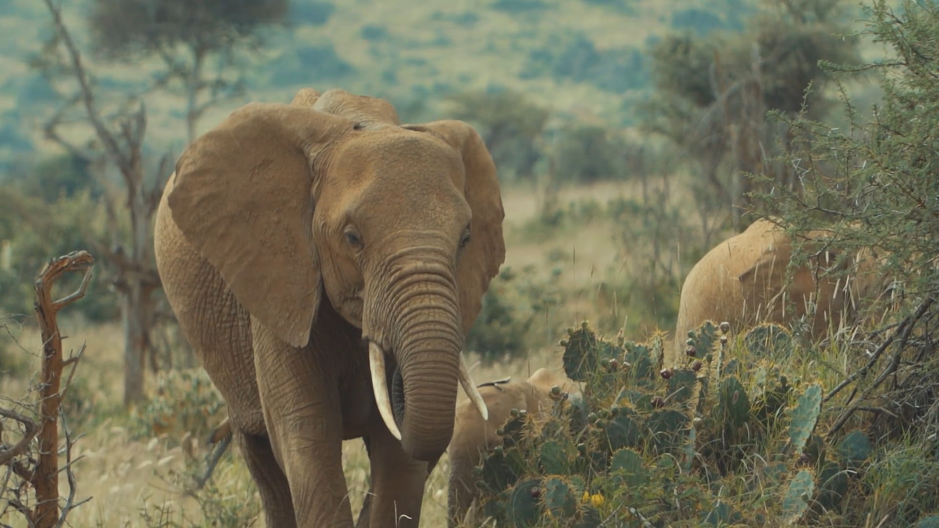 Space for Giants: Elephant Conservation Doc