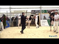 Novillas de 21 a 26 meses