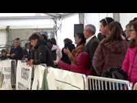 Vacas hasta 30 meses