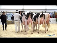 Vacas de 31 a 35 meses