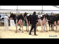 Vacas de 3 años