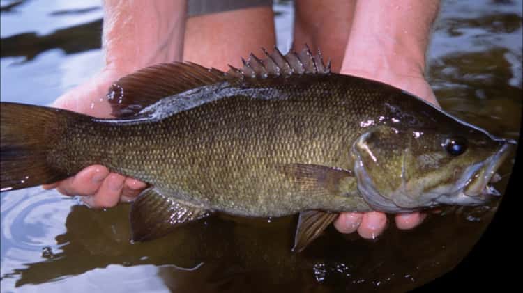 Smallmouth Bass Fly Fishing School with Murray's Fly Shop on Vimeo