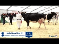 Vacas de 5 años o más o de más de 50.000 kg