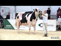 Vaca adulta campeona