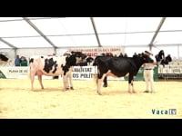 Vaca joven campeona