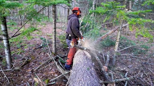 Nat Bell, Logger