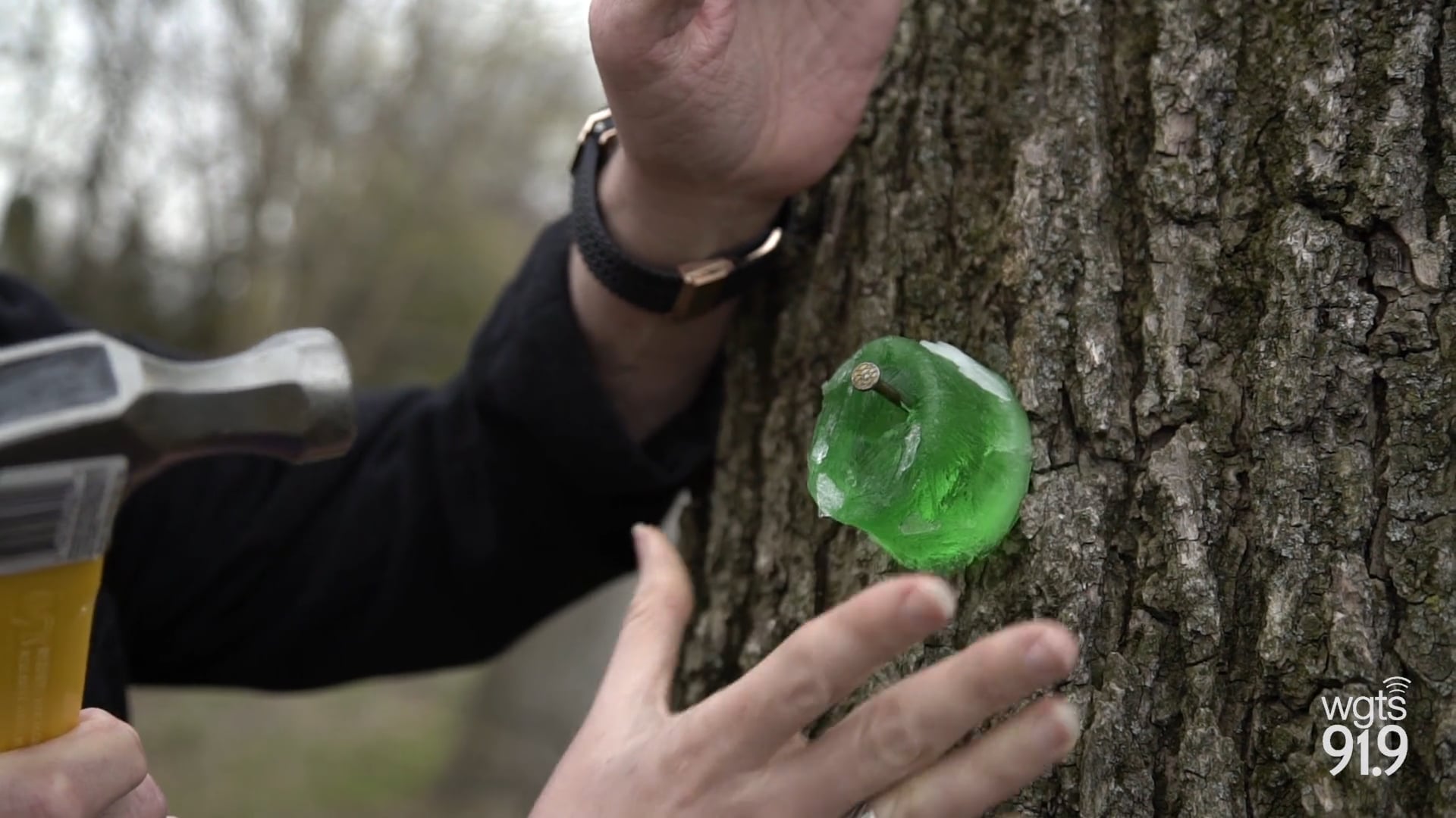 WGTS Afternoon Show Nailing Jello to a Tree on Vimeo
