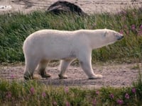 OLYMPUS OM-D E-M1 Mark II