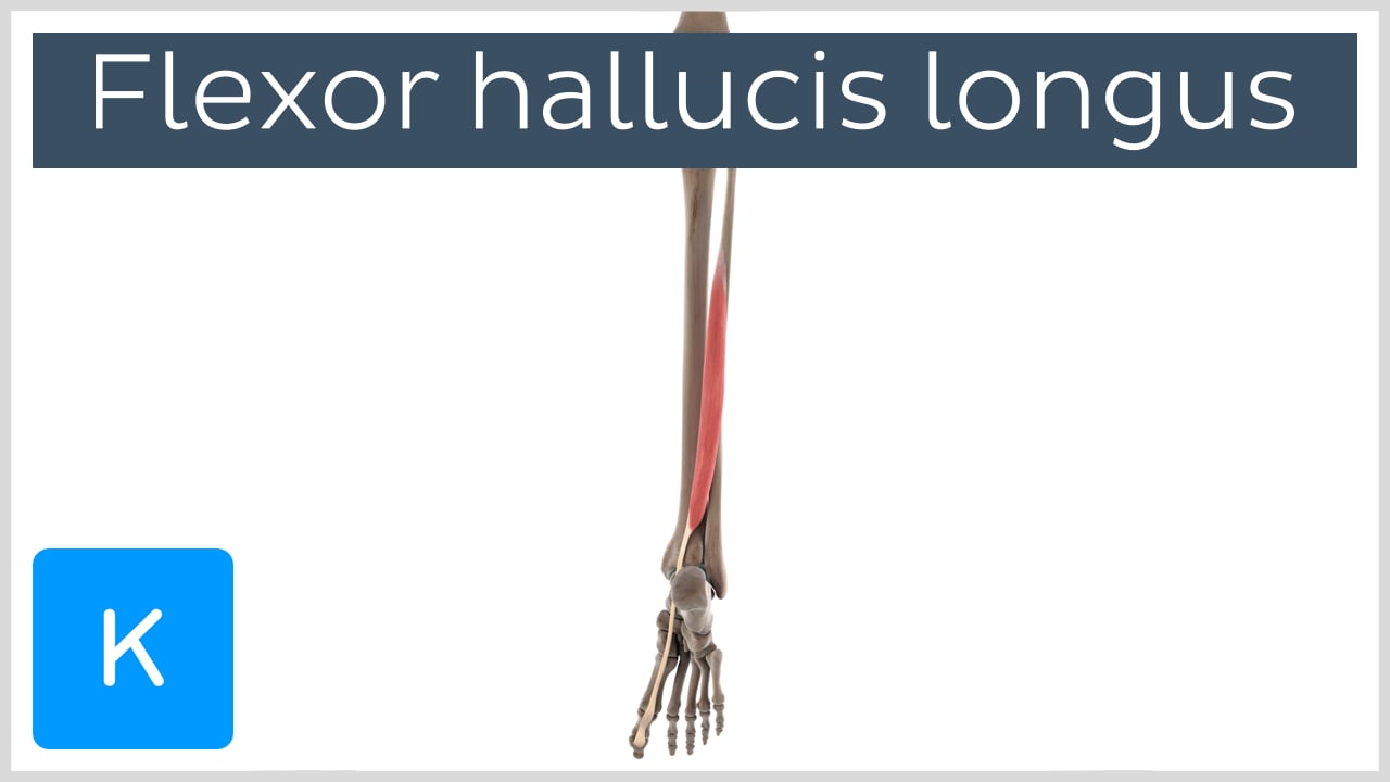 flexor hallucis longus insertion