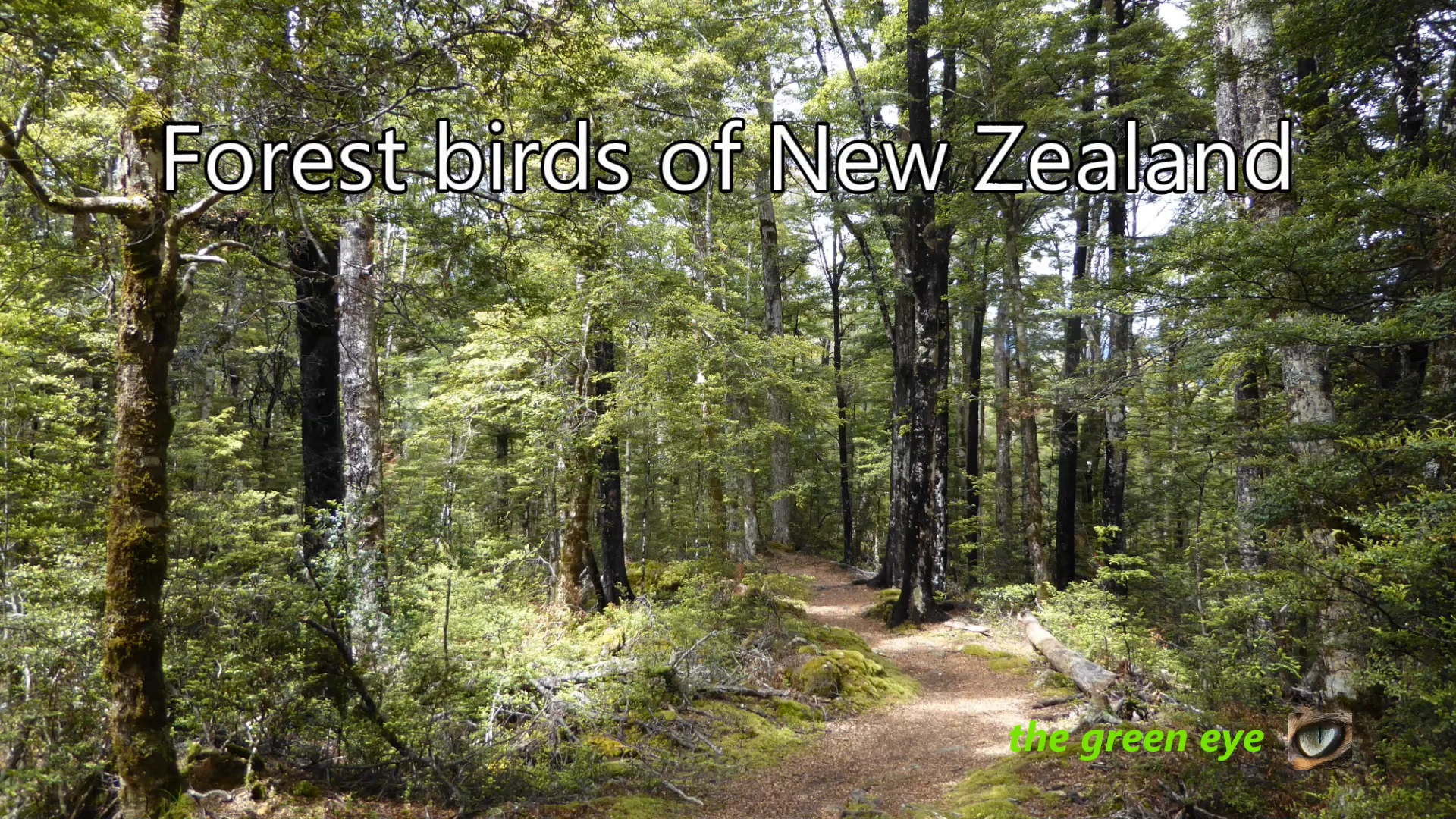 Forest birds of New Zealand - A journey in New Zealand