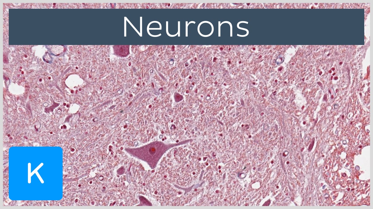 bipolar neuron microscope