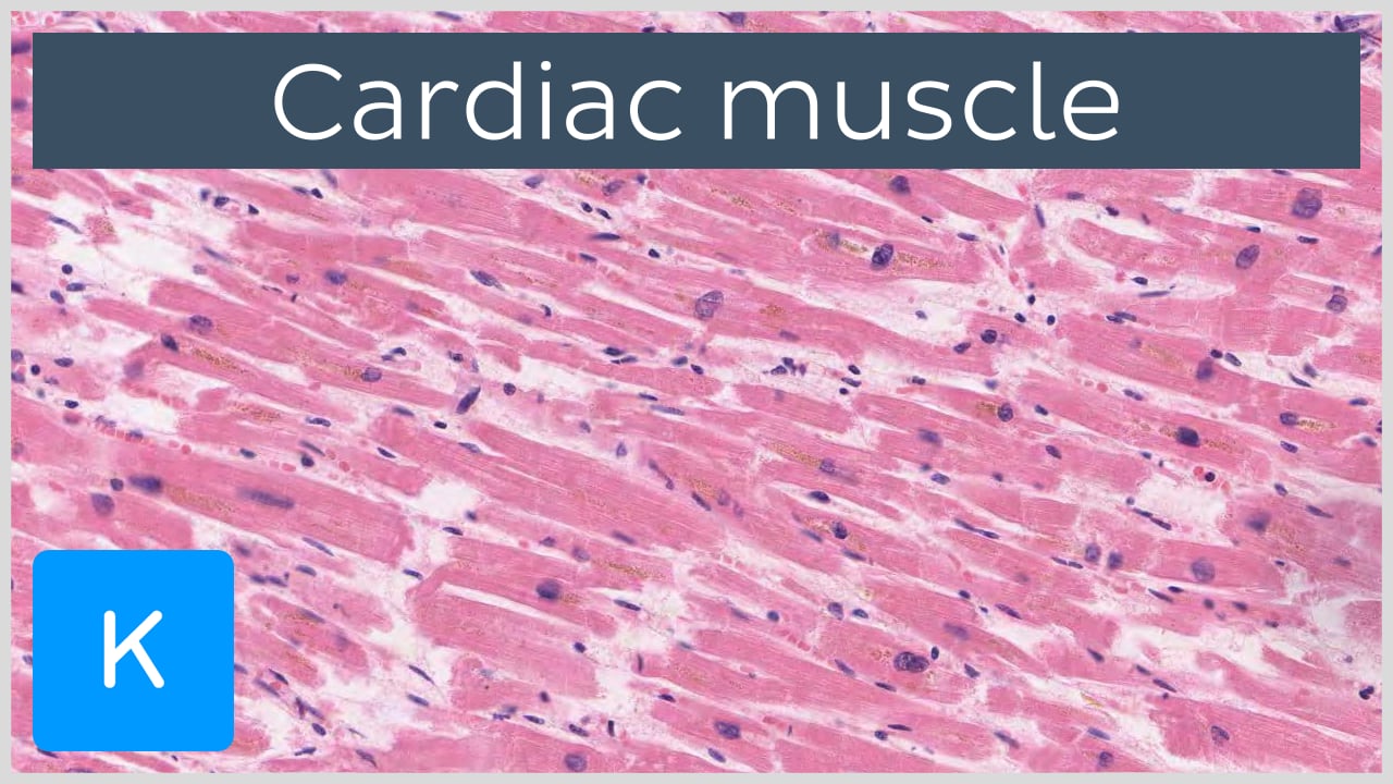 human heart cells under microscope