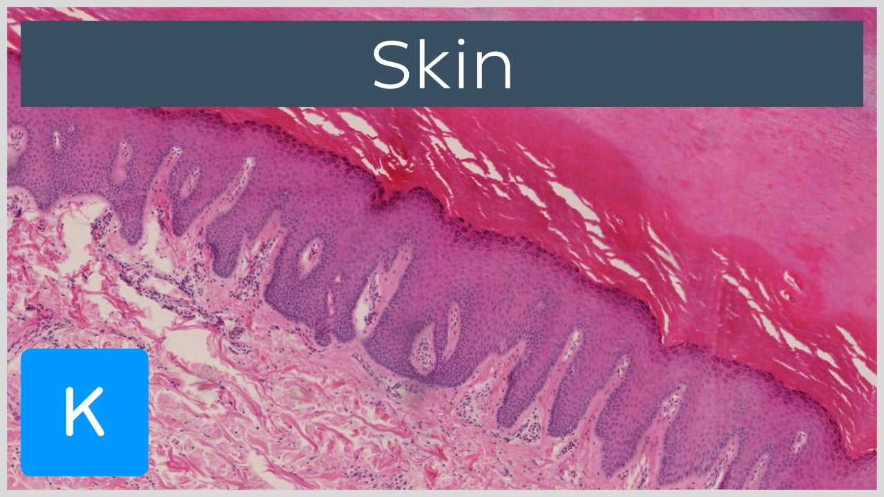 human skin layers histology