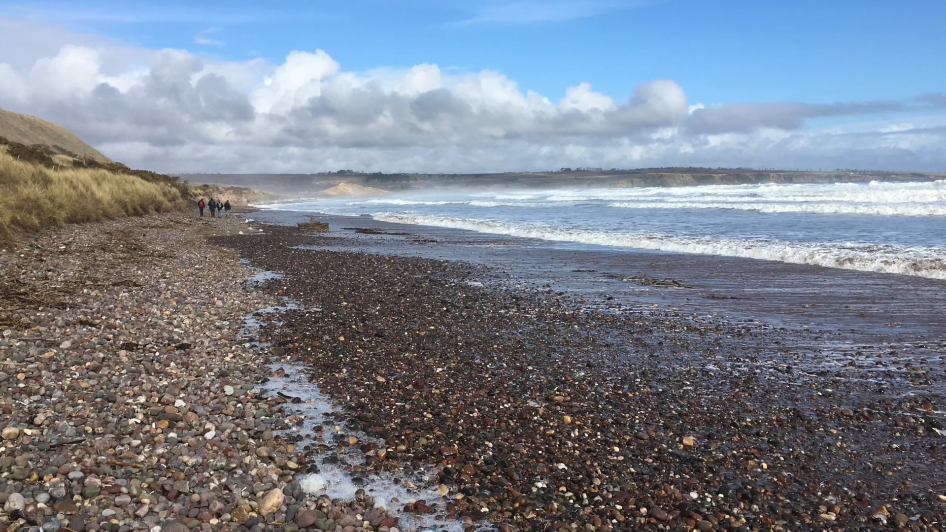 RUGS Loons at Play at Lunan Bay