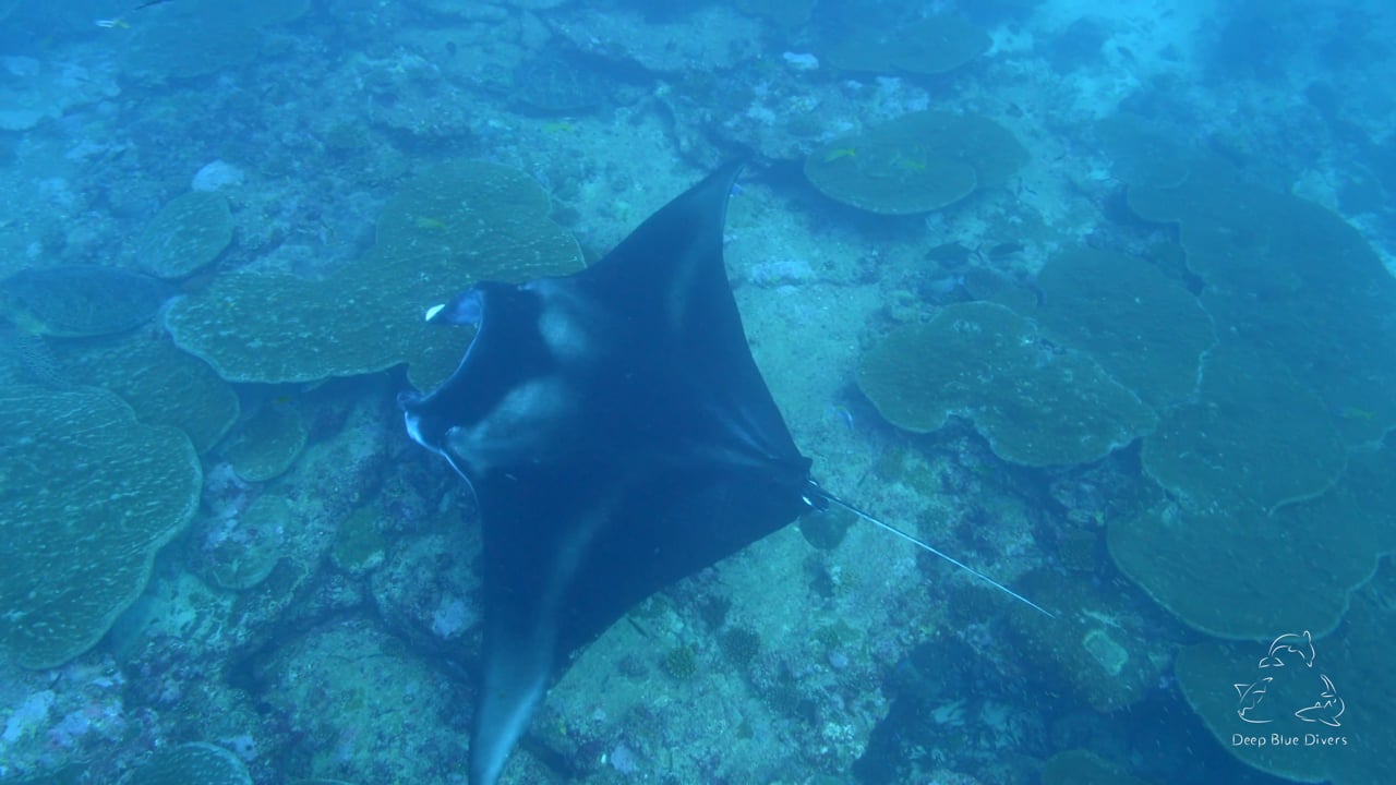 Deep Blue Divers | March Highlights 2018