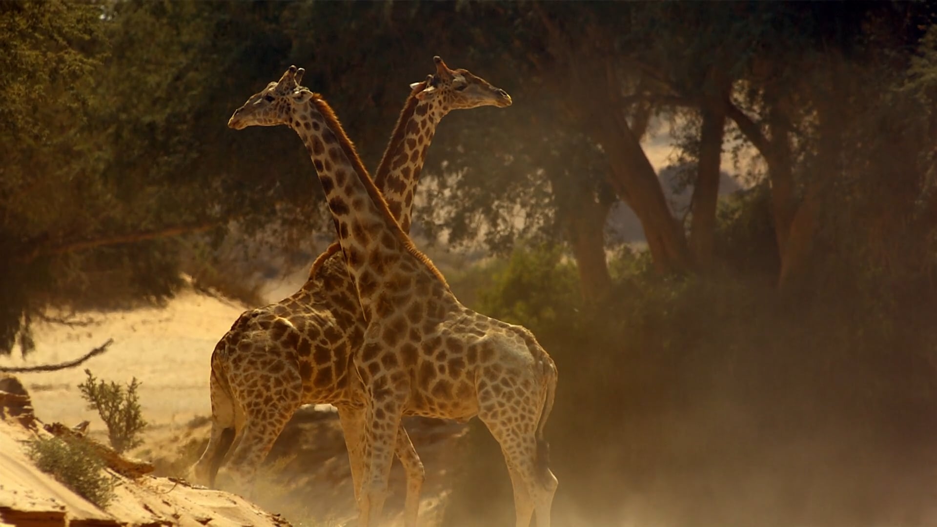 Giraffe sequence from Africa: Kalahari (full programme available on  Netflix)., image size:1920x1080