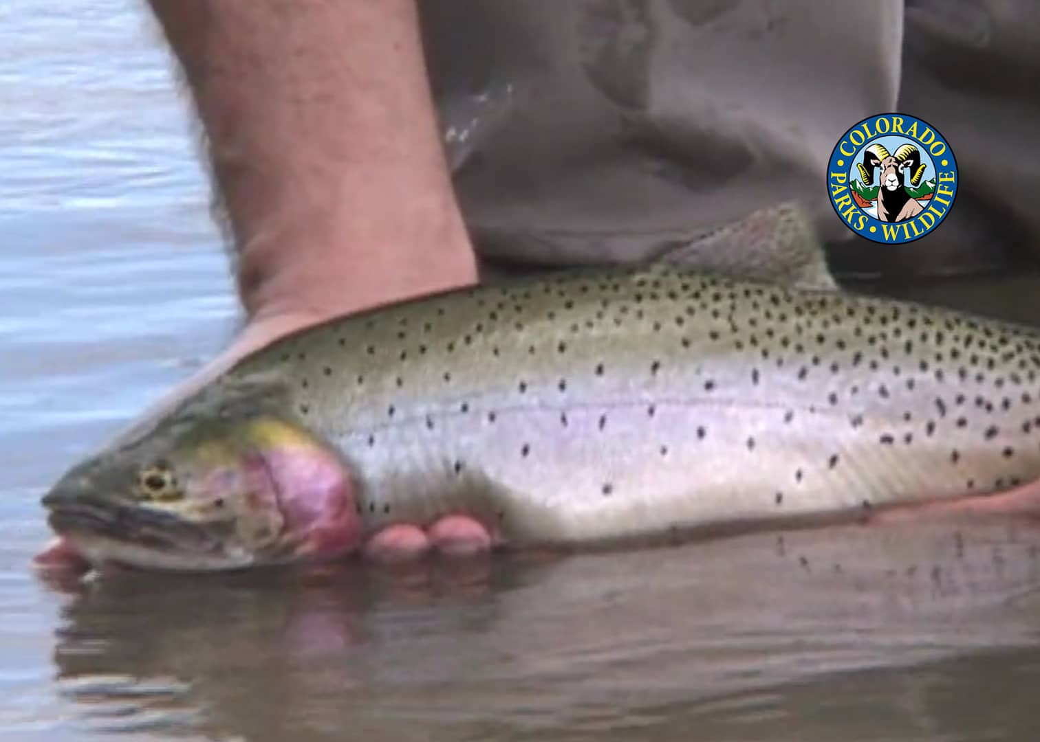 Fly Fishing Colorado October Mountain Whitefish on Vimeo