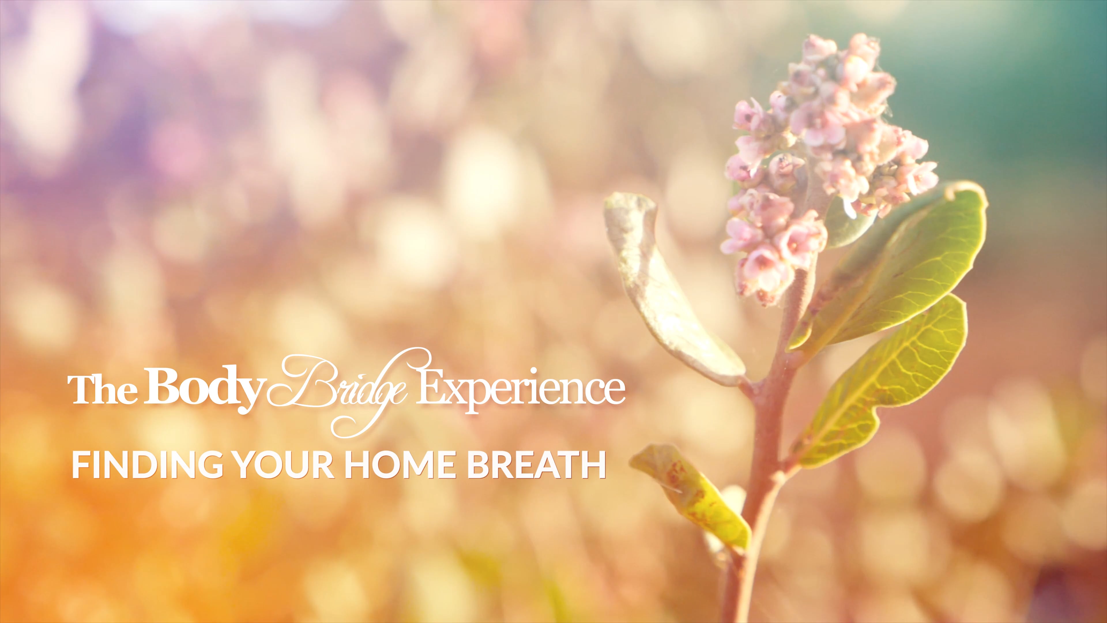 Orientation Video 3: Finding your Home Breath