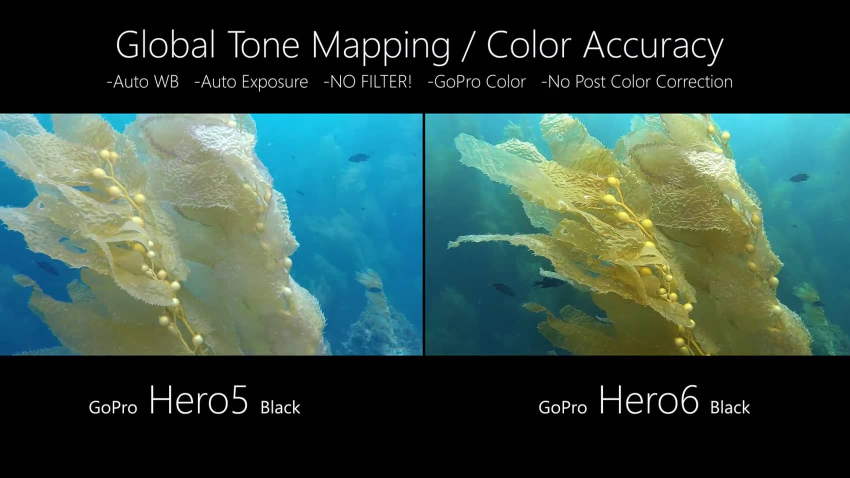 Gopro Hero 6 Review Underwater Photography Guide