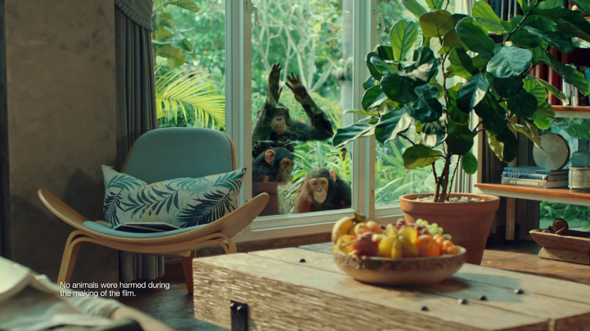 Blue_Star_AC_Chimpanzee on Vimeo