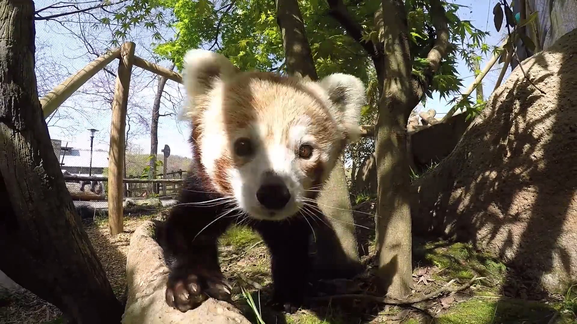 Meet our new red panda pair at Zoo Knoxville on Vimeo