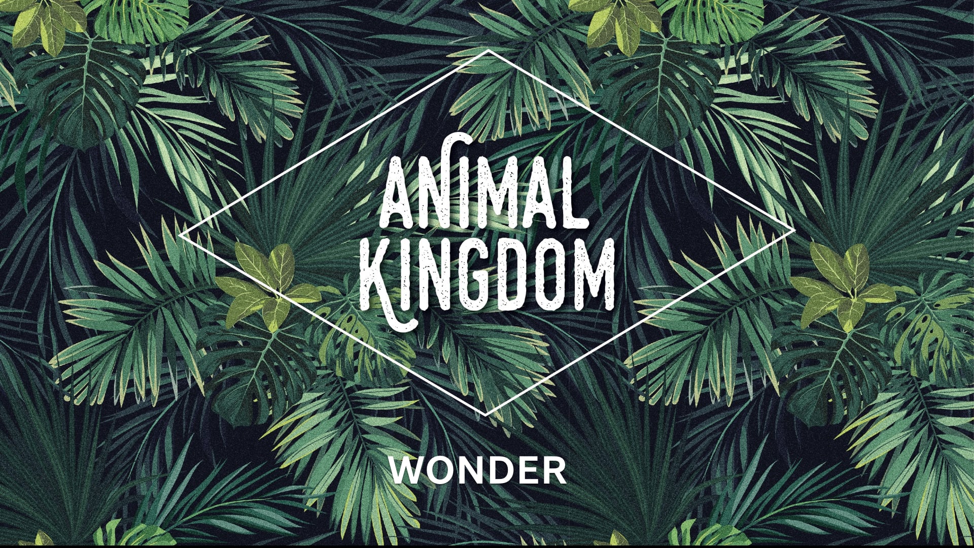 Wonder
