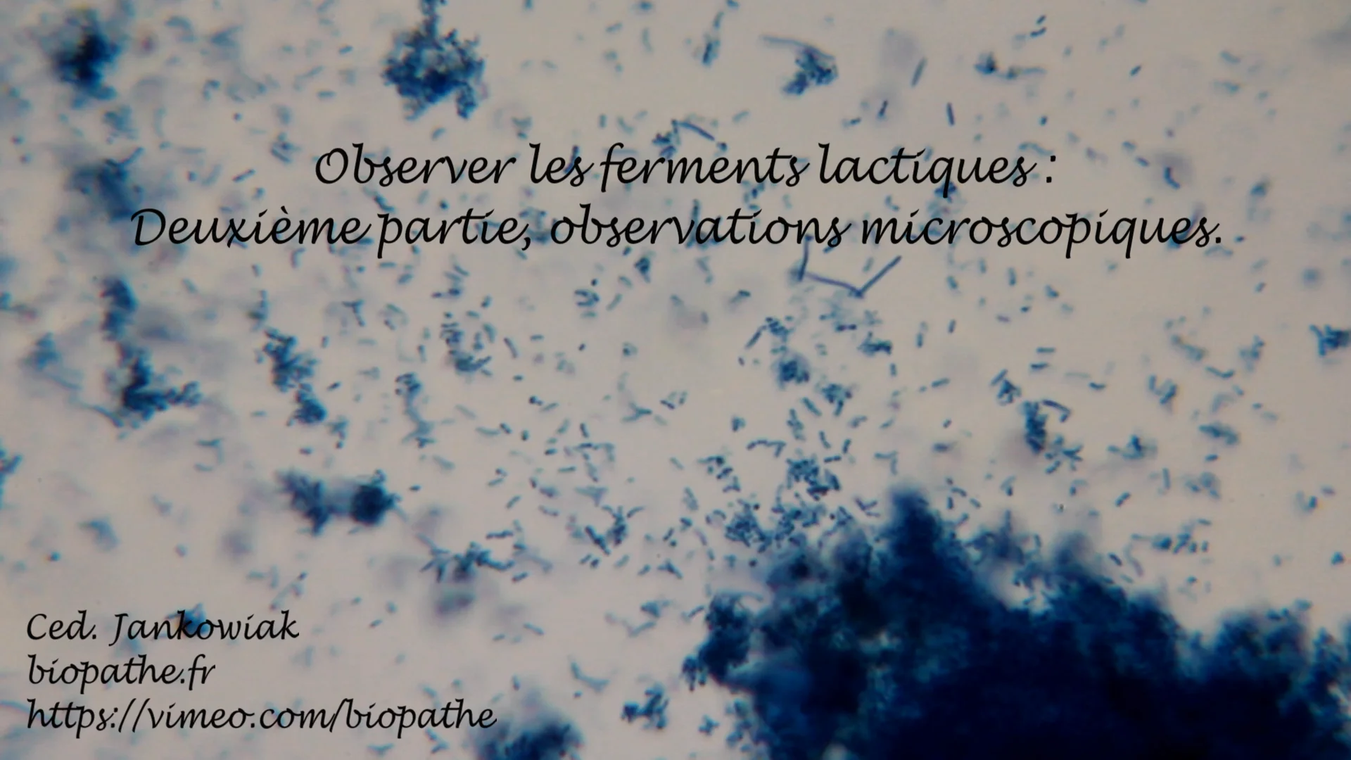 deuxi-me-partie-observation-microscopique-des-bact-ries-lactiques-on