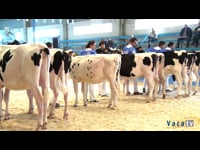 Terneras de 8 a 10 meses