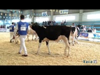 Terneras de 11 a 13 meses