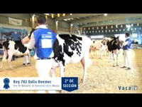 Terneras de 14 a 16 meses