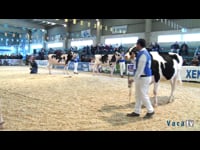 Novillas de 17 a 19 meses